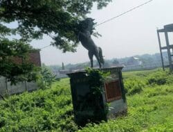 Gagak Rimang, Kuda Legendaris yang Jejaknya Masih Terasa di Cepu Blora